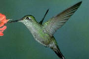 hummingbird.jpg