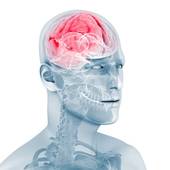 brain25.jpg