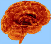 brain_1.jpg