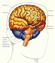 brainanatomy101.jpg