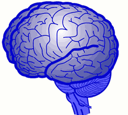 brainvideo2.gif