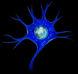 neuron.jpg