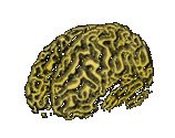 throbbingbrain.gif